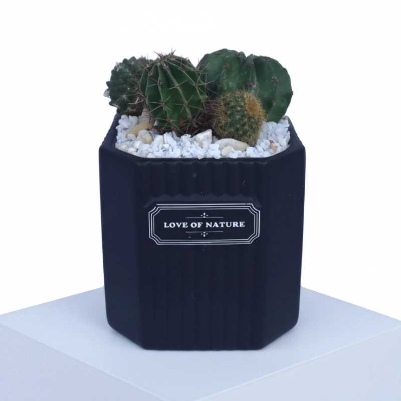 Cactus Plants Black Pot